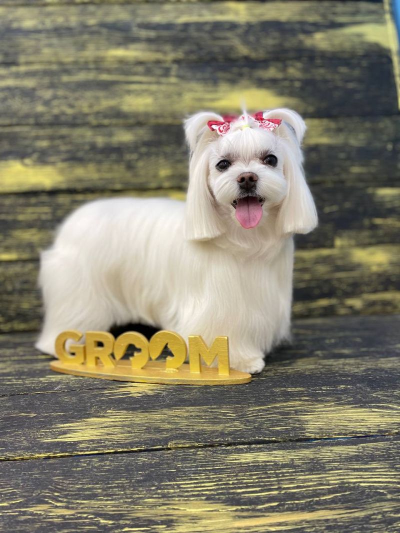 СТРИЖКА МАЛЬТЕЗЕ 🐕 от 1660 ₽ | Салон Groom Орск